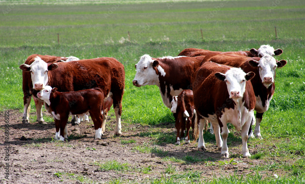 Hereford Calves an Cows
