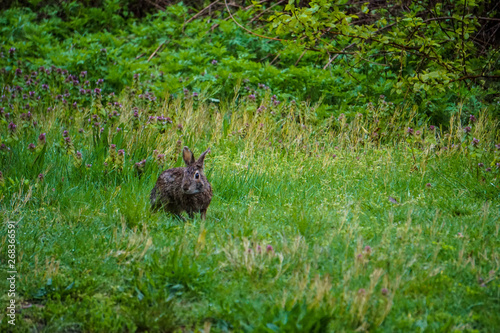 Bunny Rabbit