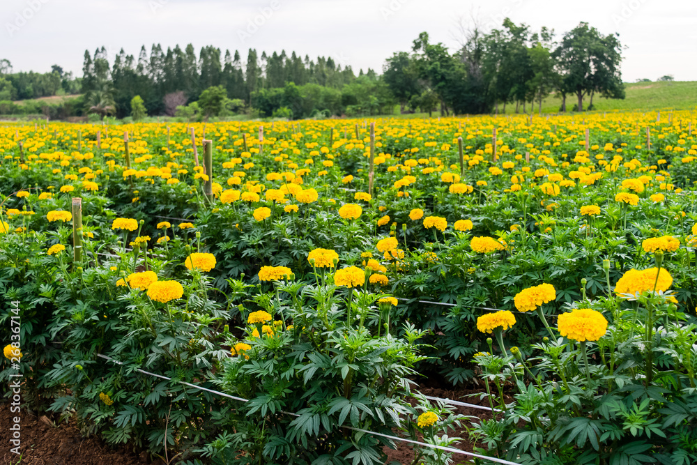 yellow marigold flowers yellow marigold flowers