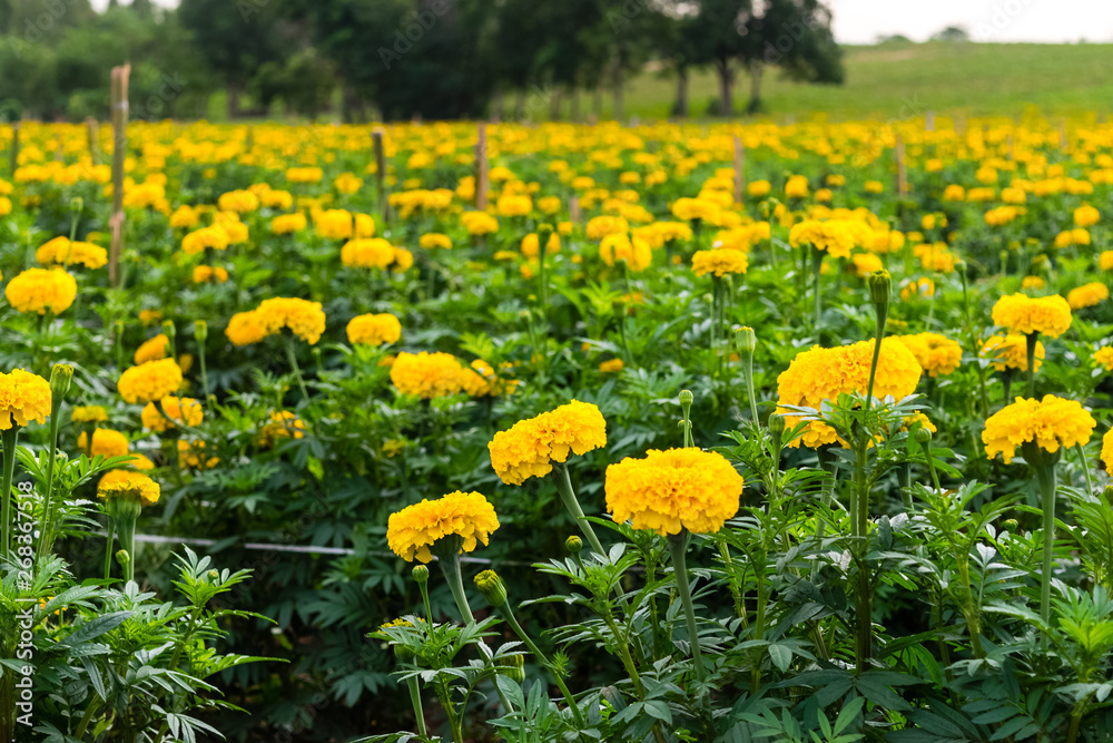 yellow marigold flowers