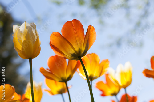 Spring tulips in the park