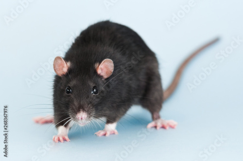 grey fancy rat on blue background