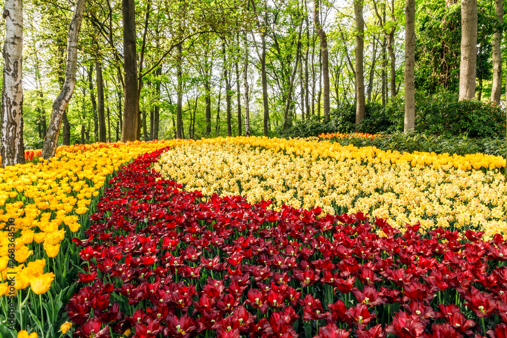 Keukenhof flower garden with blooming tulips, one of the world's largest flower gardens known as Garden of Europe, attracting tourists from all over the world. Lisse, South Holland, Netherlands.