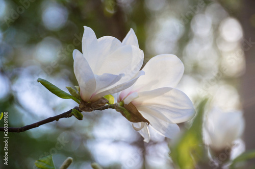 white flowers on a magnolia tree