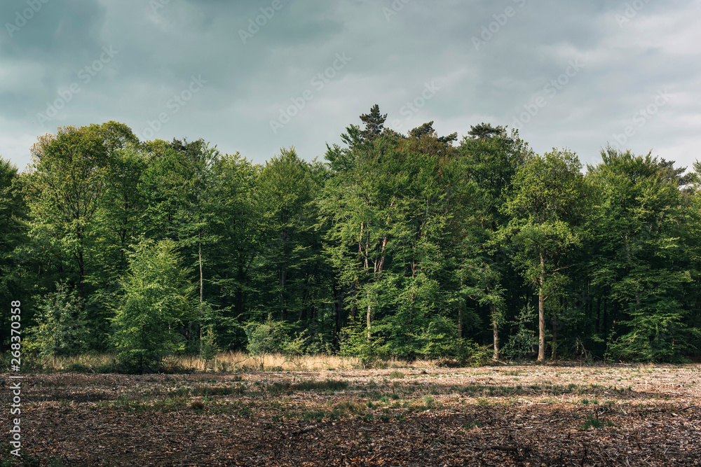 Obraz premium Forest with bare field under cloudy sky in spring.