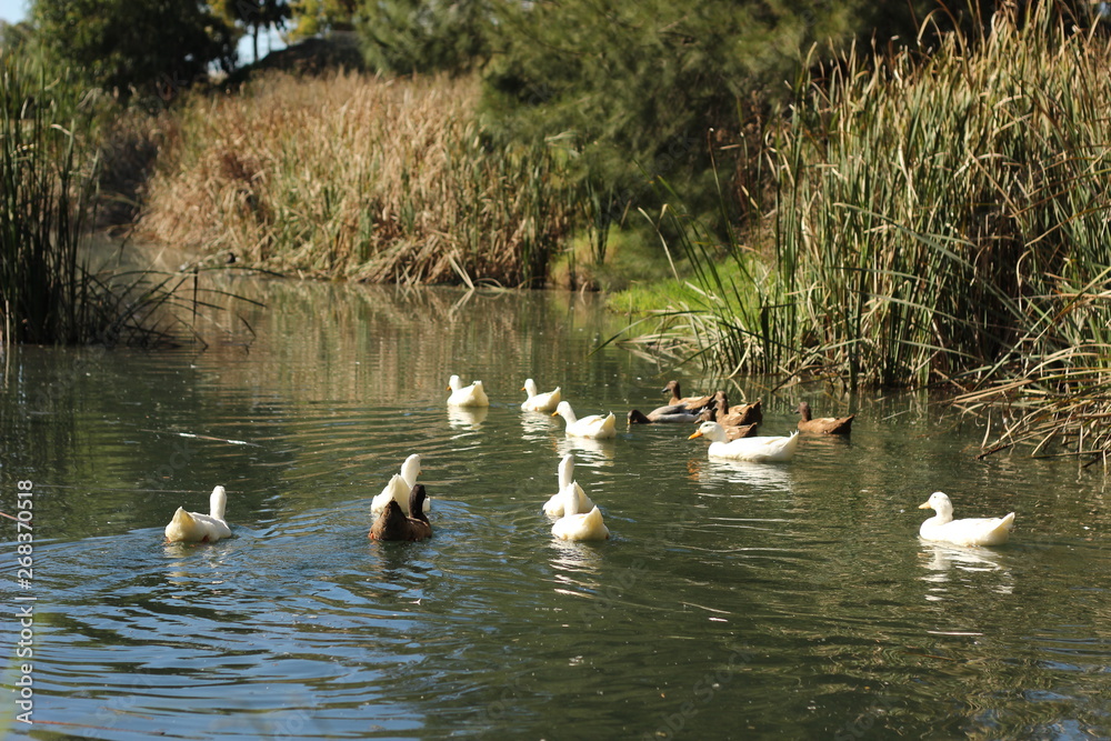 flock of ducks swimming along a river surrounded by lush native bush in a local park in a small rural town, New South Wales, Australia flock of ducks swimming along a river surrounded by lush native bush in a local park in a small rural town, New South Wales, Australia