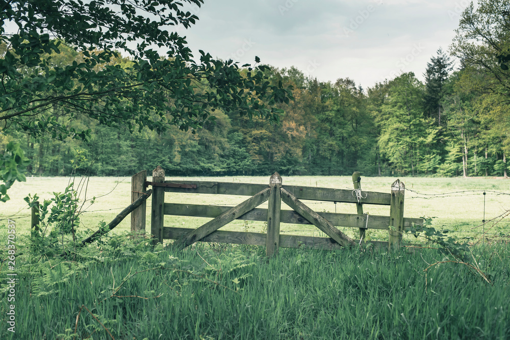 Wooden fence gate in meadow in forest in spring.