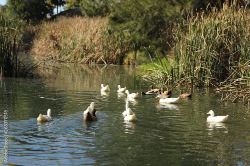 flock of ducks swimming along a river surrounded by lush native bush in a local park in a small rural town, New South Wales, Australia © fieldofvision