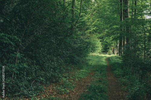 Pathway into forest in spring. © ysbrandcosijn
