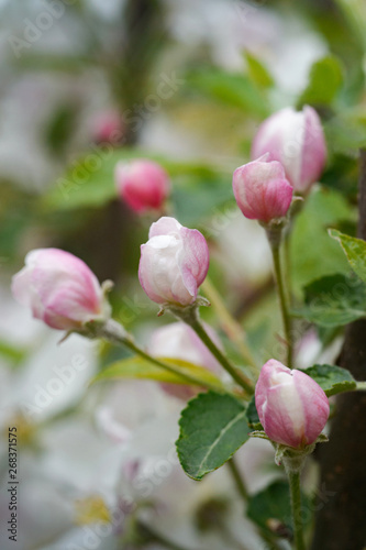 white and pink apple blossoms with green leaves
