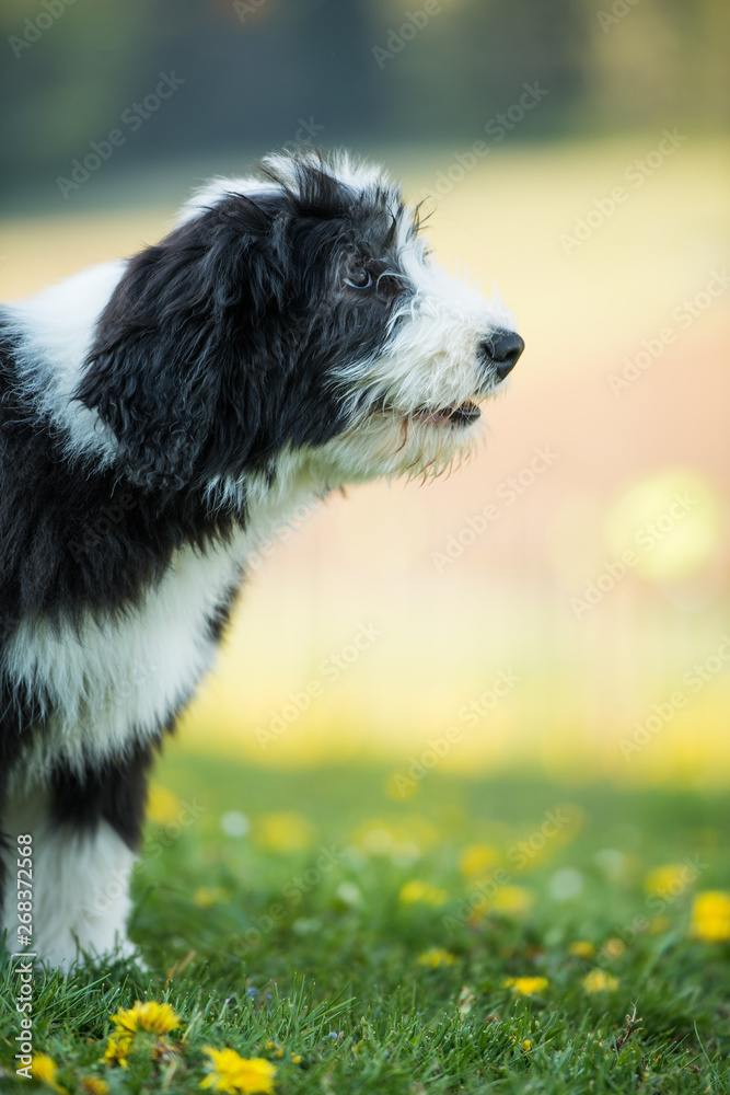 Young bearded collie in nature background Young bearded collie in nature background