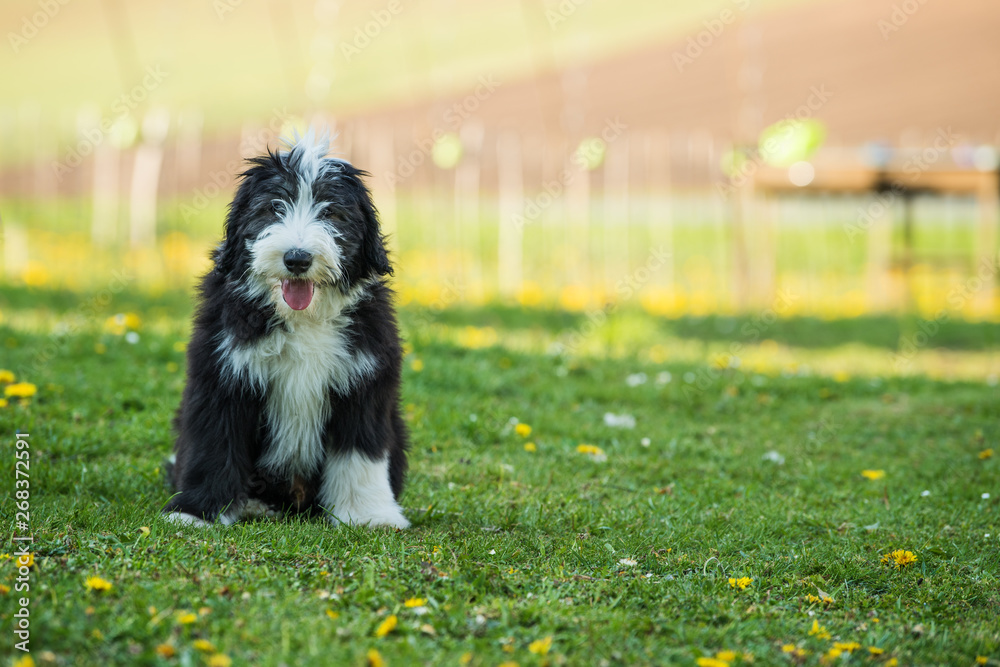 Bearded collie puppy in a spring meadow