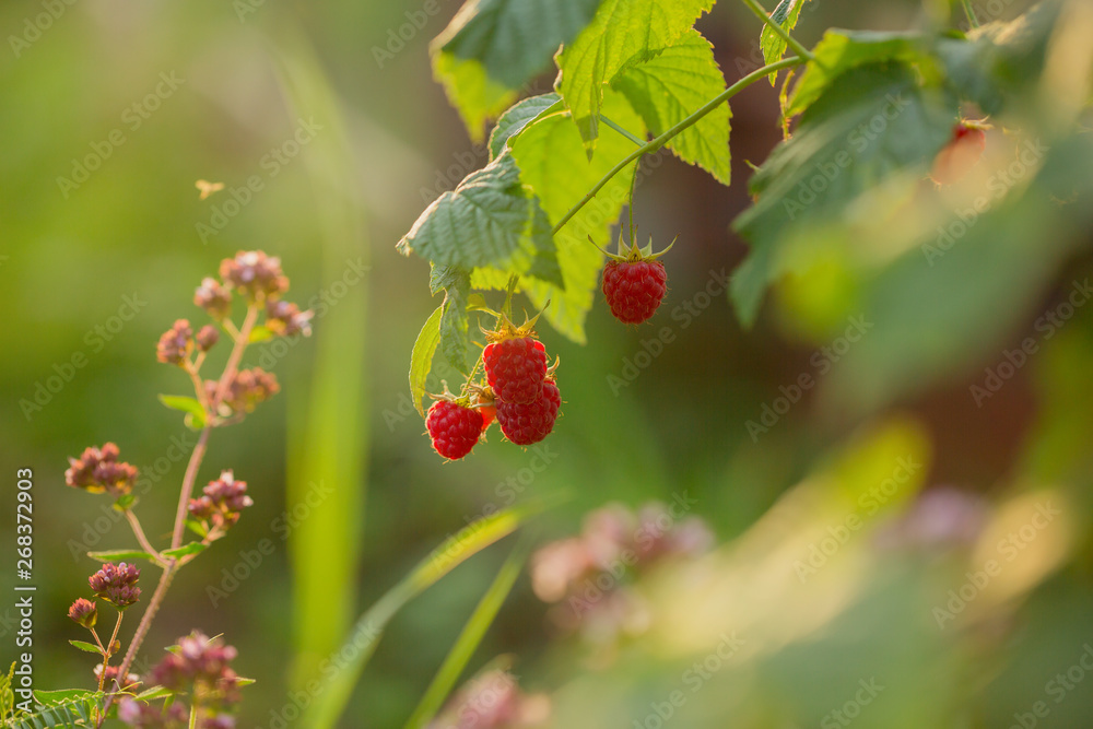 Raspberry berry on a branch in the garden in the rays of the morning sun