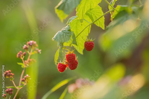 Raspberry berry on a branch in the garden in the rays of the morning sun