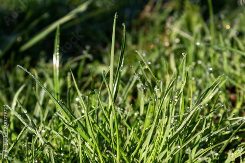 background of dew drops on green grass