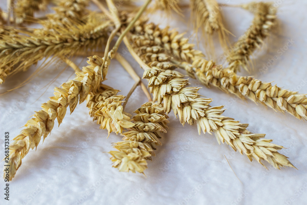 Spikelets of wheat on a white background. Top view Spikelets of wheat on a white background. Top view