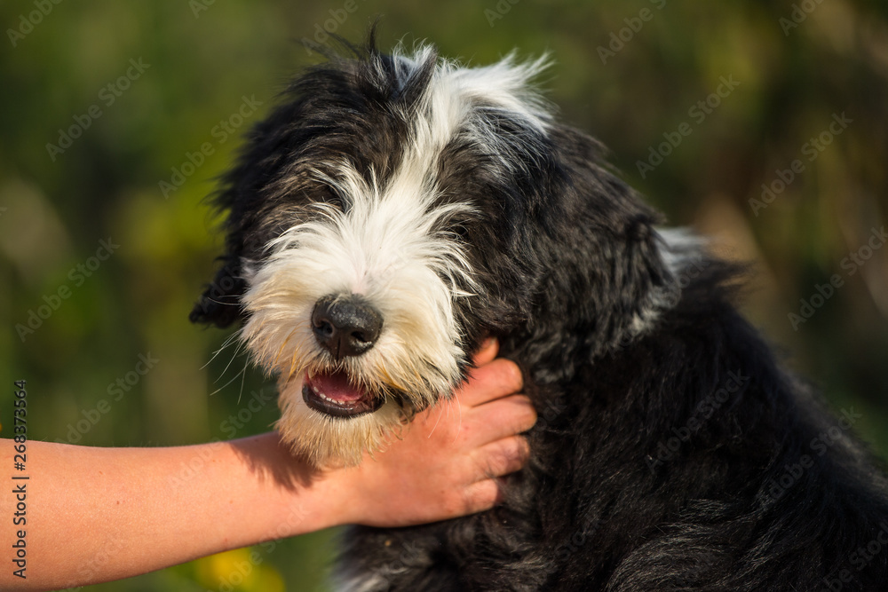 Bearded collie puppy in a spring meadow