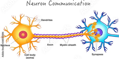 Neuron communication. Transmission of the nerve signal between two neurons. Simple annotated. White background. 2d vector drawing. 