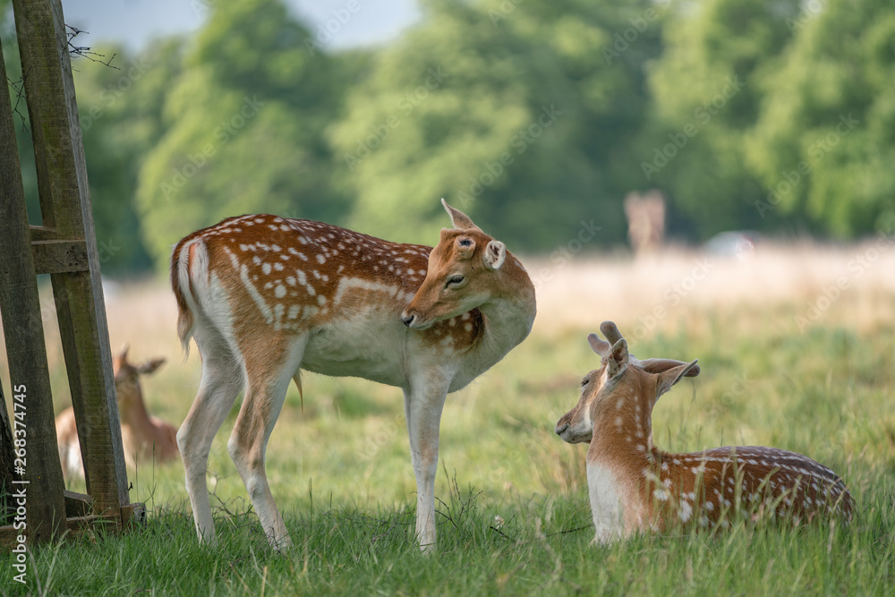 fallow deer in the forest