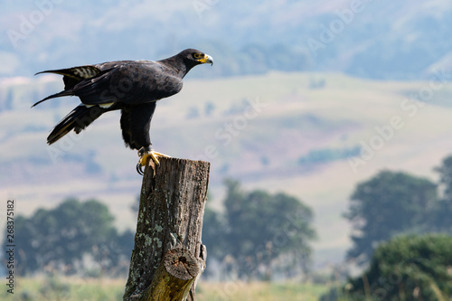 A Verreaux's or Black Eagle, preparing for flight.