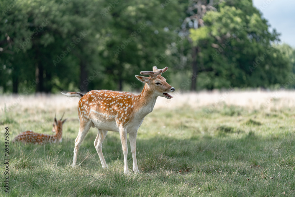 fallow deer in the forest fallow deer in the forest