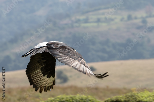 A Verreaux's or Black Eagle with wings down in mid-flight.