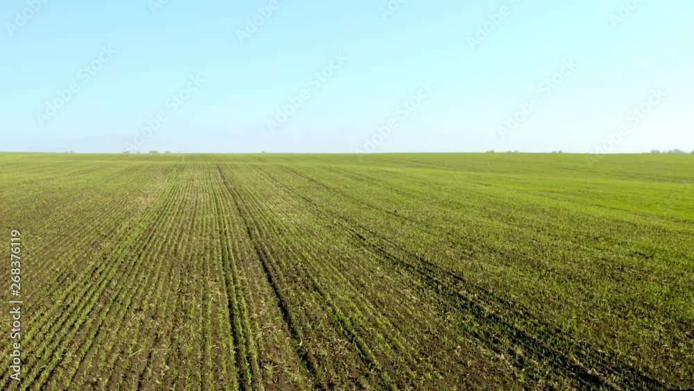An aerial shot of soybean field ripening at spring season, agricultural landscape. 4K. An aerial shot of soybean field ripening at spring season, agricultural landscape. 4K.