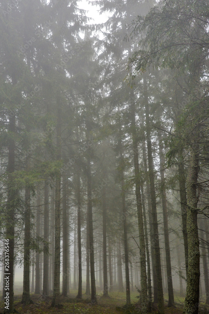 fog in the fir forest