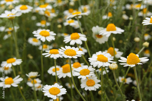 field of daises. meadow. daisy close up 
