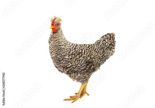 young chicken isolated