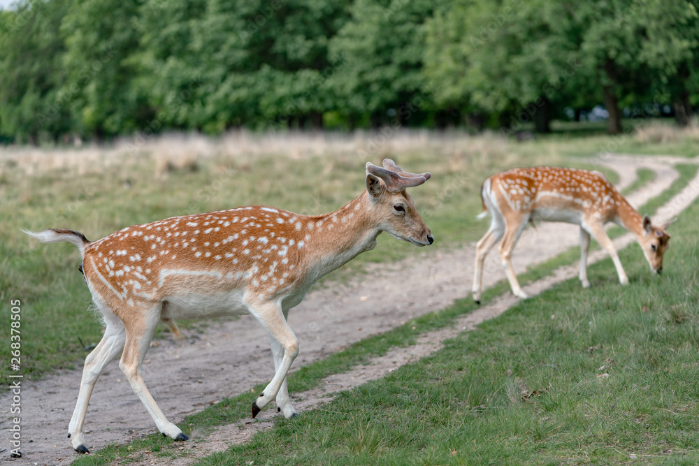 fallow deer in the forest fallow deer in the forest