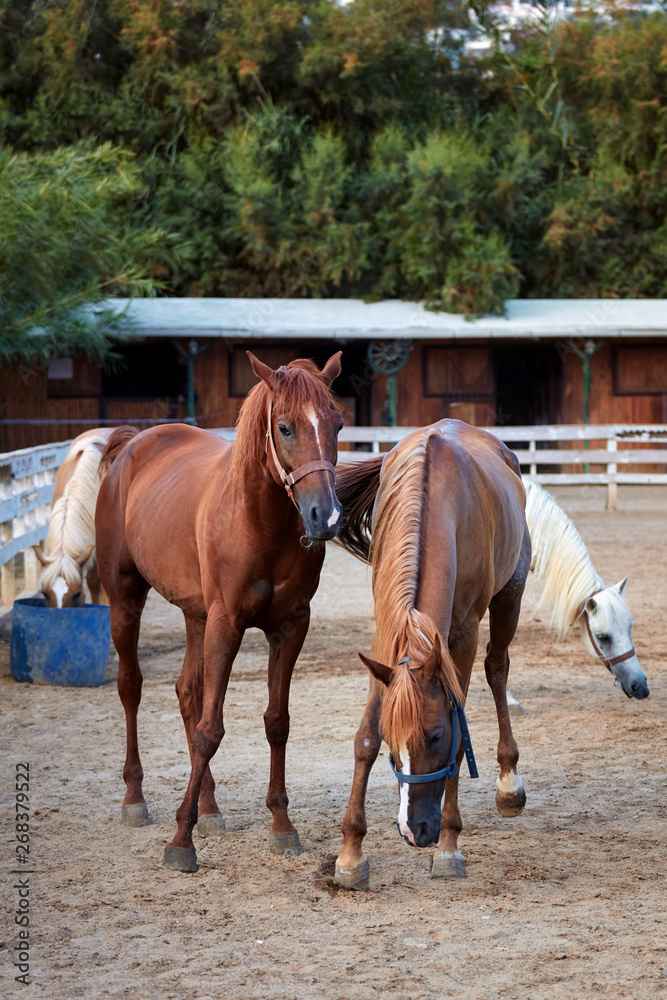 Beautiful horses on the sands of an outdoor manage Beautiful horses on the sands of an outdoor manage
