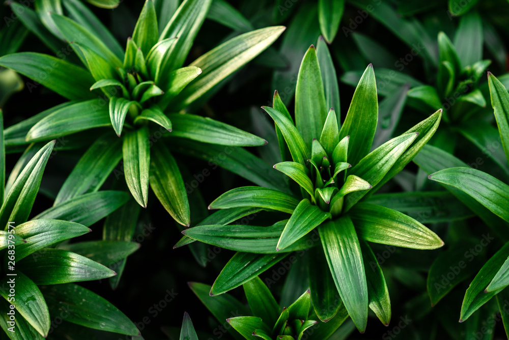 Fototapeta premium Young lily growing in spring garden.