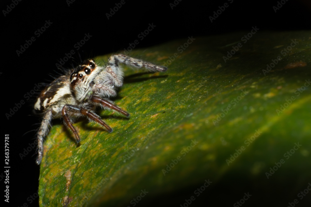 Naklejka premium spider on tree leaf background, macro spider on leaf, animal in wild