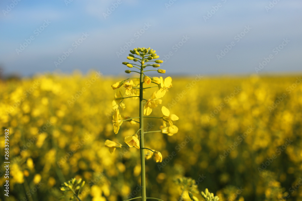 Golden yellow rapeseed flowers, raw material for the production of biofuels. Golden yellow rapeseed flowers, raw material for the production of biofuels.