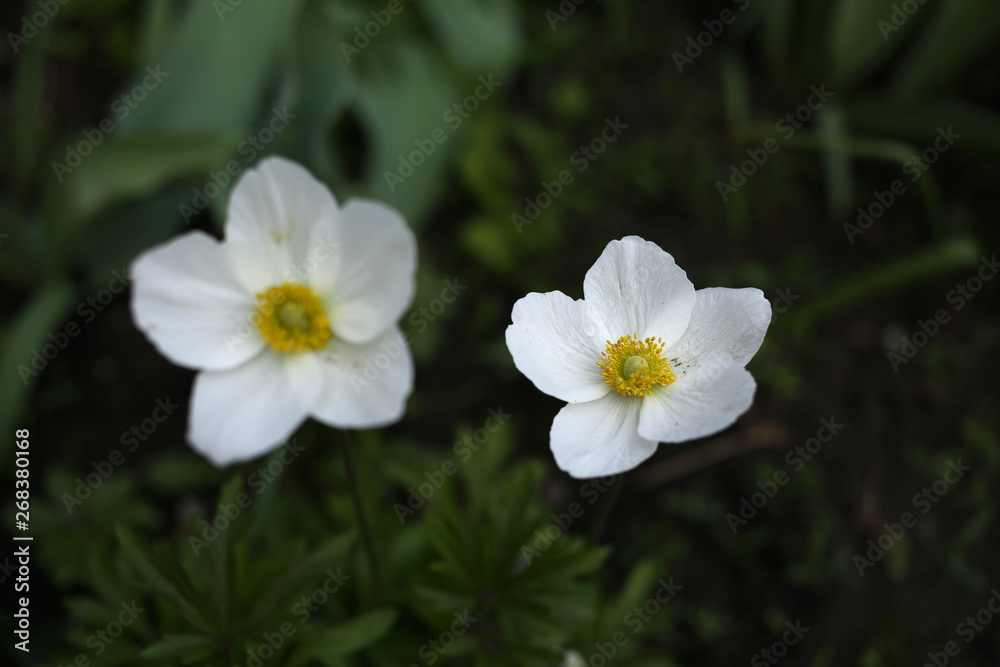A white anemone sylvestris flower with small droplets of dew on the petals. A white anemone sylvestris flower with small droplets of dew on the petals.