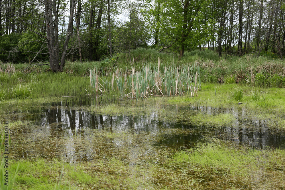 Spring swamp, fresh greens growing in a round. Spring swamp, fresh greens growing in a round.