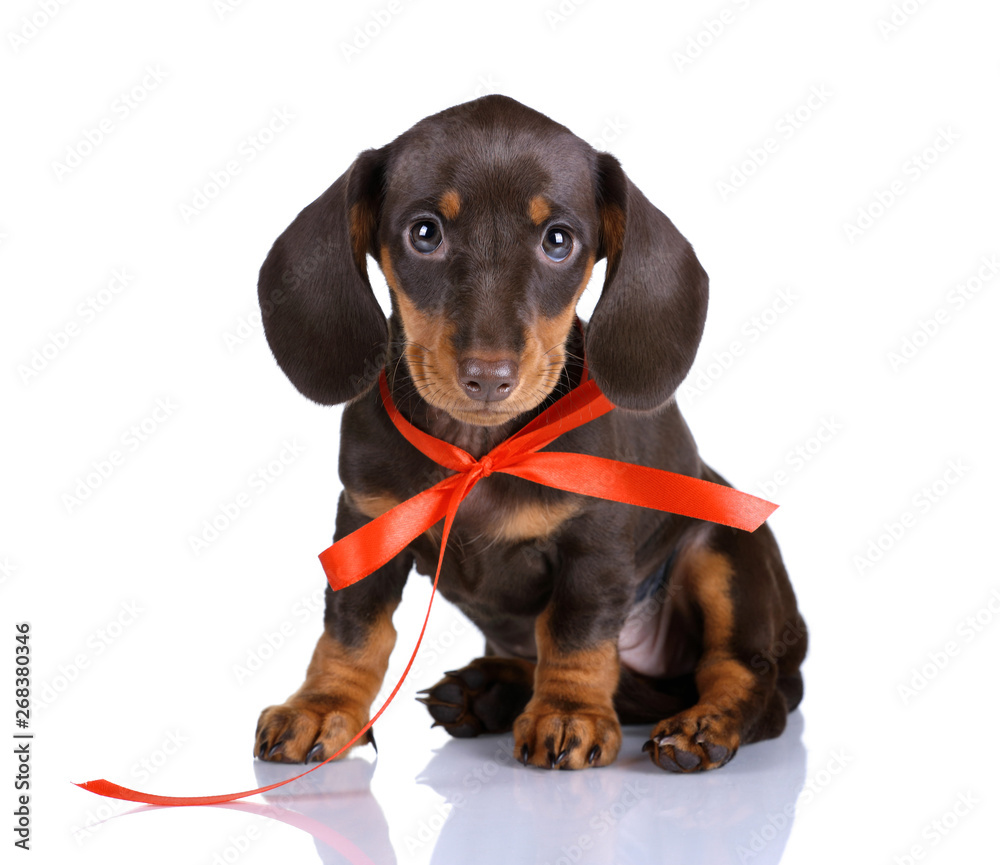Cute dachshund puppy on a white background