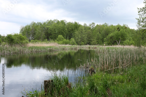 The lake is surrounded by young green alder trees and other greenery.