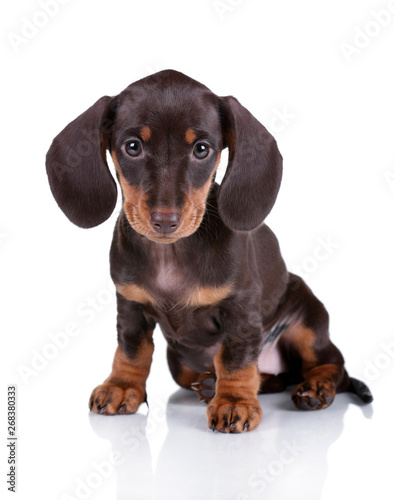 Cute dachshund puppy on a white background © adyafoto