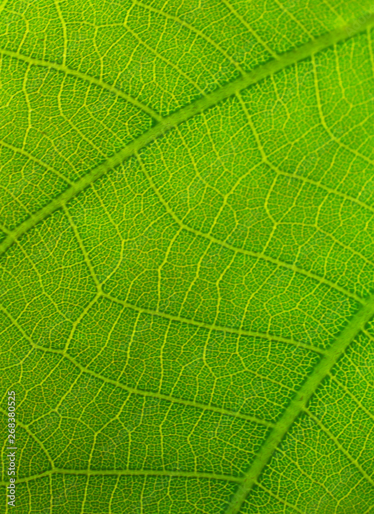 the leaf texture in nature background, close-up tree leaf in nature the leaf texture in nature background, close-up tree leaf in nature