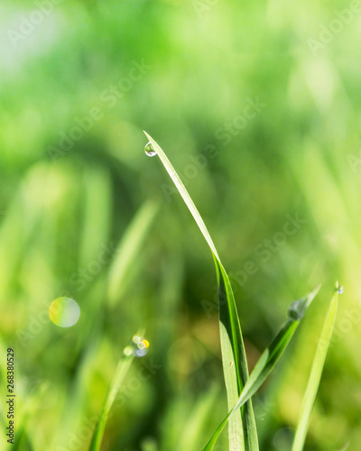 green blade of grass with a shiny drop of dew, the concept of freshness and ecology