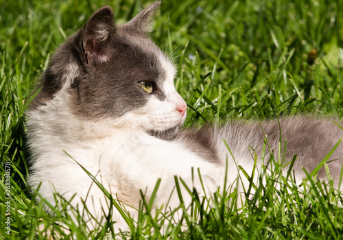 Fluffy cute cat enjoying in the sunny day © Dusan Kostic