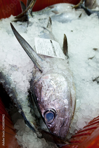 ALBACORE - BONITO DEL NORTE O ATÚN BLANCO (Thunnus alalunga), Santoña, Cantabria, Spain, photo