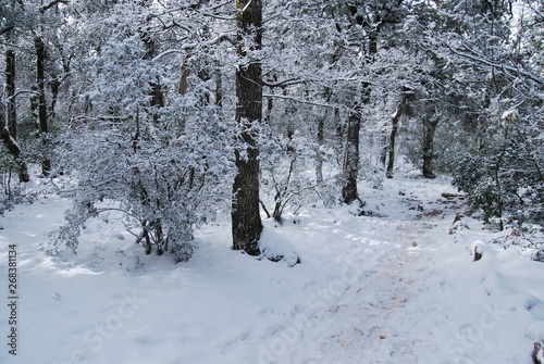 winter in the mediterranean forest