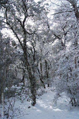 Winter in the mediterranean forest