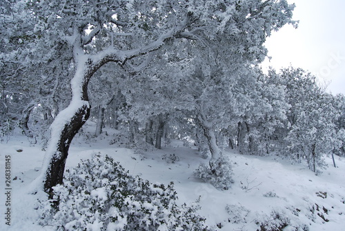 Snowed forest in the mediterranean mountains