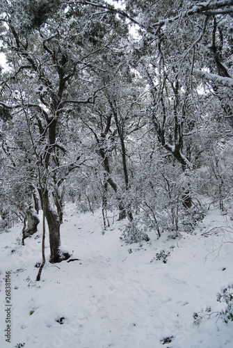 Winter in the mediterranean forest