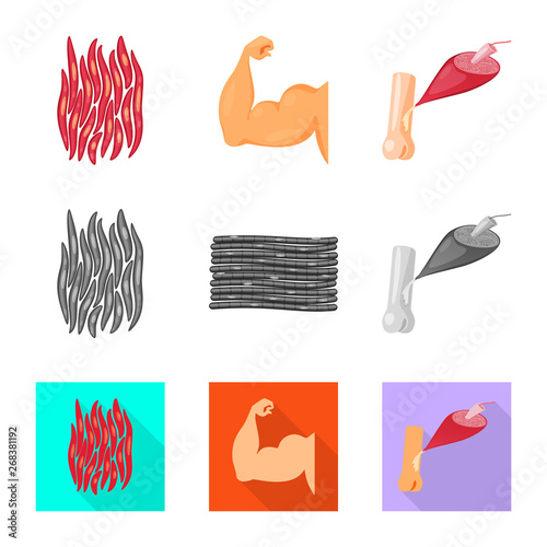 Vector design of fiber and muscular icon. Collection of fiber and body  vector icon for stock.