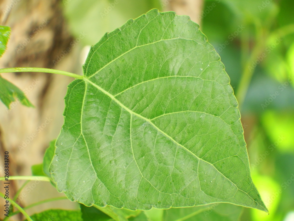 green leaf green leaf
